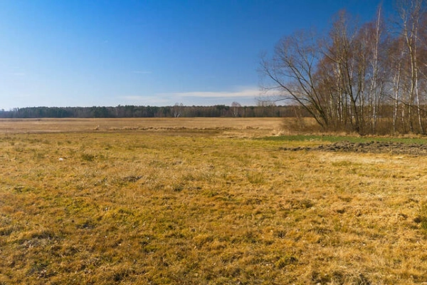 Ogłoszenie - Domy czy farma fotowoltaiczna? Kępie, gmina Kozłów - 499 000,00 zł