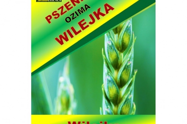 Ogłoszenie - Nasiona pszenicy ozimej - WILEJKA hurt(1 tona) - 1,00 zł