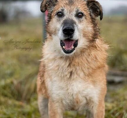 Ogłoszenie - RUFUS psi senior wesoły kochający ludzi czeka na nowy domek