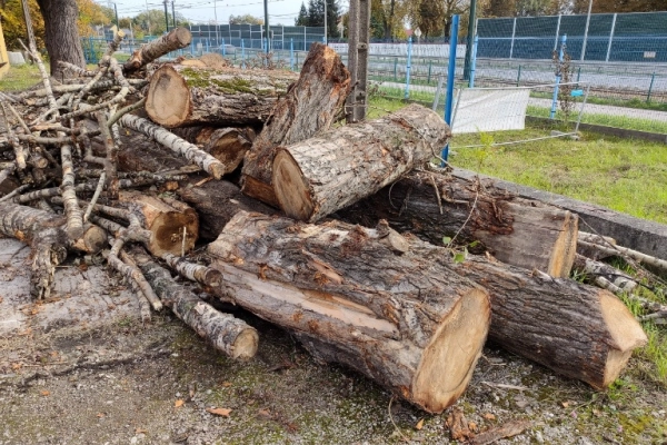 Ogłoszenie - Sprzedam ponad 10 m3 drewna na opał, topola, drewno do kominka, Kraków - 1 500,00 zł