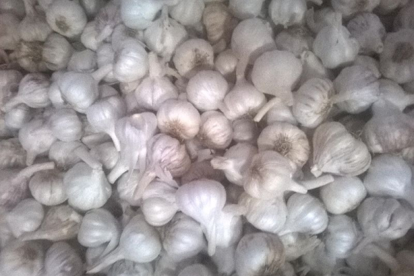 Ogłoszenie - Fresh garlic, for Cooking, Style : Natural - Kraśnik - 8,00 zł