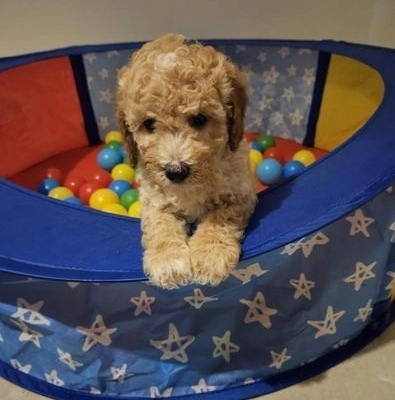 Ogłoszenie - Stunning Small Miniature Goldendoodle Puppies +1(559) 745-5646 - 875,00 zł