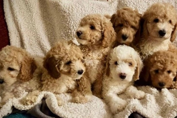 Ogłoszenie - Stunning Small Miniature Goldendoodle Puppies +1(559) 745-5646 - 875,00 zł