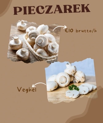 Ogłoszenie - Pracownik: w szklarni, sortowni, na produkcja - Holandia - 60,00 zł