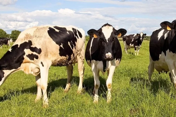 Ogłoszenie - Pożyczka dla rolników na zakup zwierząt - bez bik i z komornikiem - Kluczbork - 1,00 zł