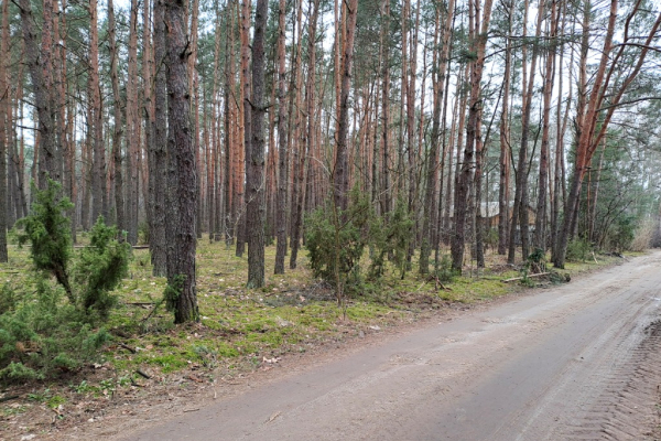 Ogłoszenie - Działka leśna ujęta w MPZP pod zabudowę - Mińsk Mazowiecki - 240 000,00 zł