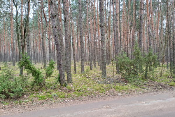 Ogłoszenie - Działka leśna ujęta w MPZP pod zabudowę - Mińsk Mazowiecki - 240 000,00 zł