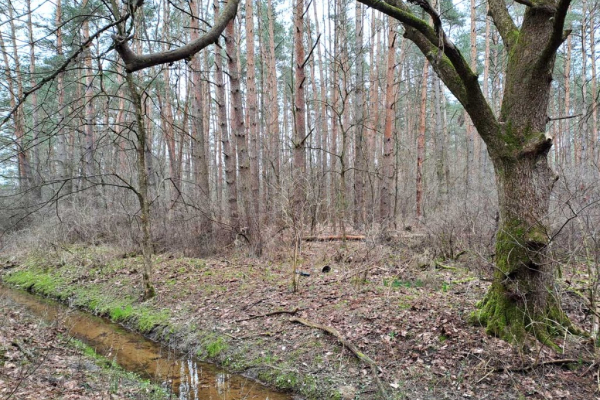 Ogłoszenie - Działka leśna ujęta w MPZP pod zabudowę - Mińsk Mazowiecki - 240 000,00 zł