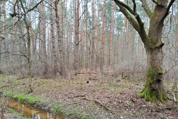 Ogłoszenie - Działka leśna ujęta w MPZP pod zabudowę - Mińsk Mazowiecki - 240 000,00 zł