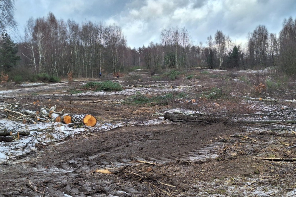 Ogłoszenie - Wycinka drzew Mulczer Leśny Mulczer Wgłębny Karczowanie Mulczowanie - Śląskie - 1,00 zł