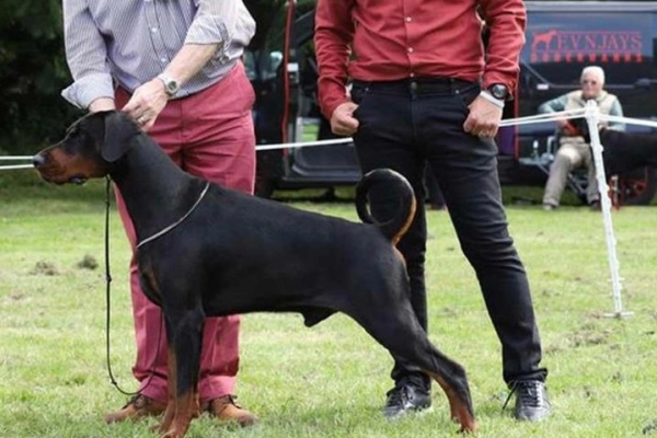 Ogłoszenie - GOTOWY DO WYJAZDU - Dobermann najwyższej jakości