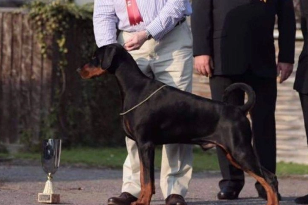 Ogłoszenie - GOTOWY DO WYJAZDU - Dobermann najwyższej jakości