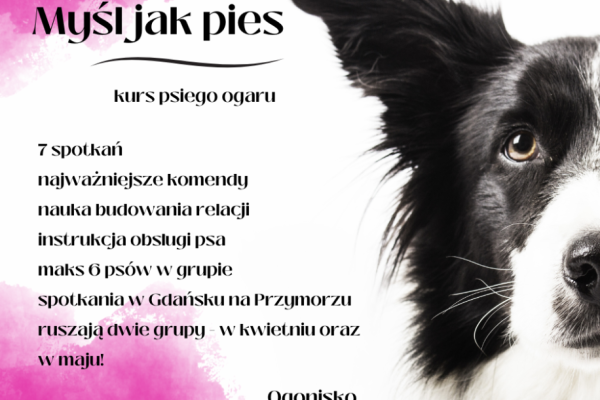 Ogłoszenie - Kurs "MYŚL JAK PIES" - Gdańsk - 560,00 zł