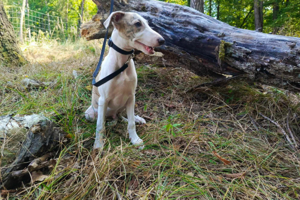 Ogłoszenie - Szczenięta rasy Whippet, gotowe do zmiany domku - Kraków - 4 000,00 zł