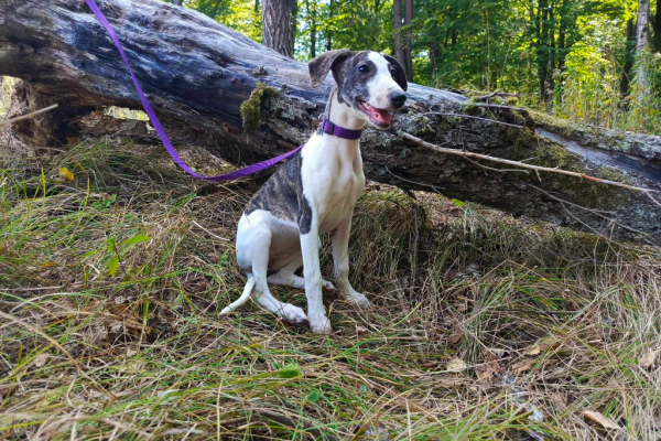 Ogłoszenie - Szczenięta rasy Whippet, gotowe do zmiany domku - Kraków - 4 000,00 zł