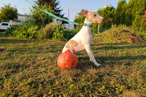 Ogłoszenie - Szczenięta rasy Whippet, gotowe do zmiany domku - Kraków - 4 000,00 zł