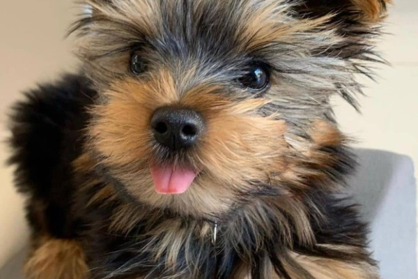 Ogłoszenie - Szczeniaki Yorkshire Terrier na sprzedaż. - 1 350,00 zł