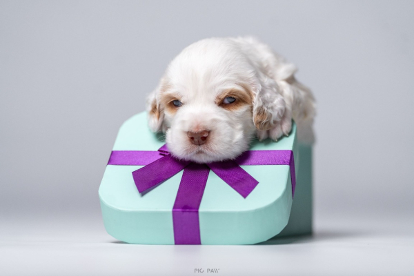 Ogłoszenie - Clumber Spaniel szczeniaki ZKwP - Myślenice - 5 000,00 zł