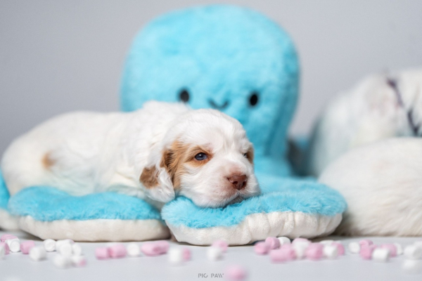 Ogłoszenie - Clumber Spaniel szczeniaki ZKwP - Myślenice - 5 000,00 zł