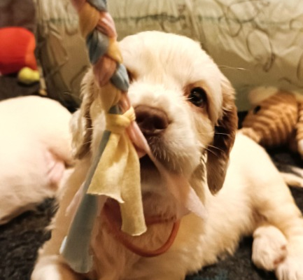 Ogłoszenie - Clumber Spaniel szczeniaki ZKwP - Myślenice - 5 000,00 zł