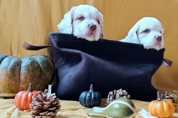 Ogłoszenie - Clumber Spaniel szczeniaki ZKwP - Myślenice - 5 000,00 zł