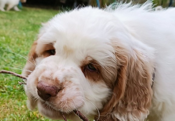 Ogłoszenie - Clumber Spaniel szczeniaki ZKwP - Myślenice - 5 000,00 zł