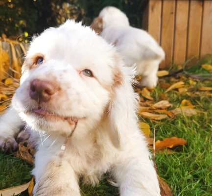 Ogłoszenie - Clumber Spaniel szczeniaki ZKwP - Myślenice - 5 000,00 zł