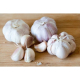 Ogłoszenie - fresh garlic - Szwecja - 8,00 zł