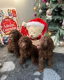 Ogłoszenie - Double Doodle health tested puppies Ready NOW +1(559) 745-5646 - 875,00 zł