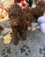 Ogłoszenie - Double Doodle health tested puppies Ready NOW +1(559) 745-5646 - 875,00 zł