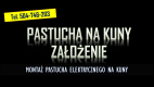 Ogłoszenie - Założenie pastucha na kuny tel.  504-746-203. Zamontowanie na domu elektrycznego zabezpieczenia.  Ile kosztuje montaż ? - Wrocław