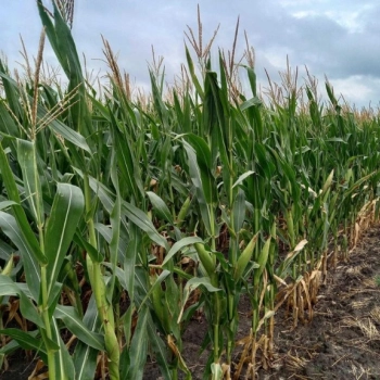 Ogłoszenie - Kukurydza na kiszonkę - Wielkopolskie - 11 500,00 zł