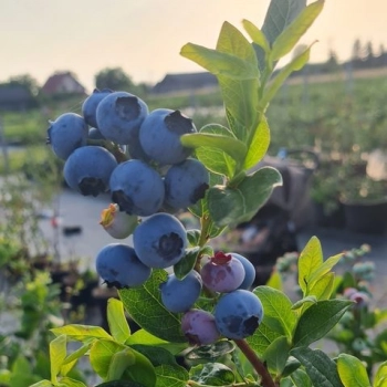 Ogłoszenie - Borówka Amerykańska 4 letnia bluecrop patriot Chandler duke i inne - Lubelskie - 20,00 zł