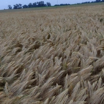 Ogłoszenie - Sprzedam jęczmień ozimy - Mazowieckie - 160,00 zł