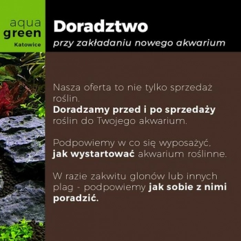 Ogłoszenie - Zestaw roślin do akwarium, 106 sadzonek, 12 gatunków - 84,00 zł