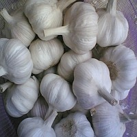 Ogłoszenie - fresh garlic (Fresh Garlic 03) - Zachodniopomorskie - 8,00 zł