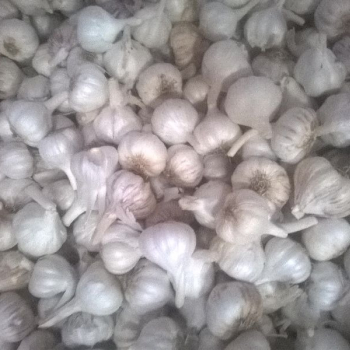 Ogłoszenie - Fresh garlic, for Cooking, Style : Natural - Lubelskie - 8,00 zł