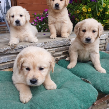 Ogłoszenie - Szczeniaki Golden Retriver - Wieliczka - 1 000,00 zł