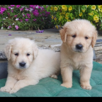 Ogłoszenie - Śliczne szczeniaki Golden Retriver - Nowy Sącz - 1 000,00 zł