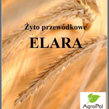 Ogłoszenie - Żyto przewódkowe ELARA (nowsze żyto Bojko ) Żyto na zielonkę - Poznań - 2 500,00 zł