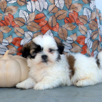 Ogłoszenie - Piękne maluchy Shihtzu (ZKwP - FCI) - juz do odbior - 1 000,00 zł