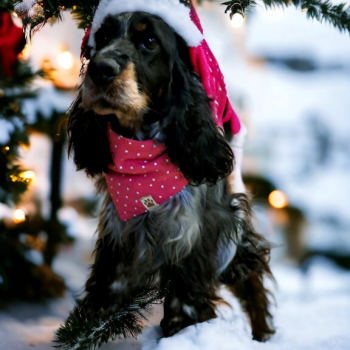 Ogłoszenie - Cocker spaniel angielski - Świętokrzyskie - 5 000,00 zł