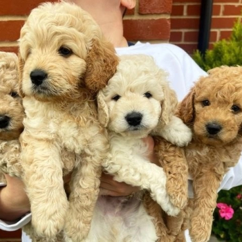 Ogłoszenie - Two boys & two girls LEFT HOMEBRED MINIATUREGoldendoodles F1B +1 (559) 745-5646 - Grodzisk Mazowiecki - 875,00 zł