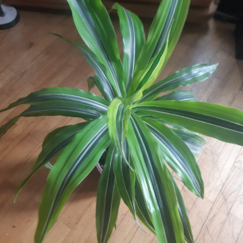 Ogłoszenie - Dracena lemon - Ząbki - 50,00 zł