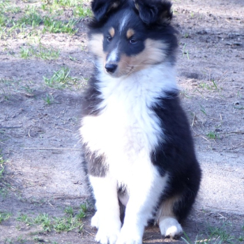 Ogłoszenie - Owczarek szetlandzki (sheltie) suczka - Grodzisk Mazowiecki - 4 700,00 zł