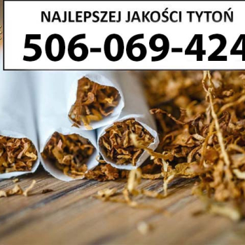 Ogłoszenie - Tytoń na wagę PREMIUM 80 PLN / 1KG - Mazowieckie - 80,00 zł