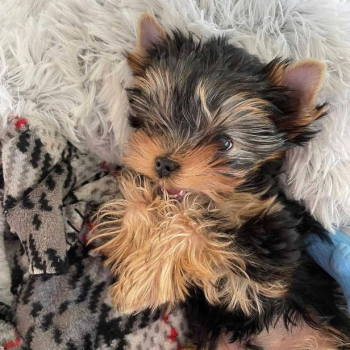 Ogłoszenie - Szczeniaki Yorkshire Terrier na sprzedaż. - 1 350,00 zł