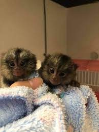 Ogłoszenie - Mamorset monkeys do adopcji. - Niemcy