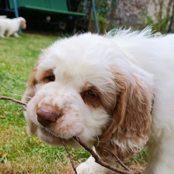 Ogłoszenie - Clumber Spaniel szczeniaki ZKwP - 5 000,00 zł