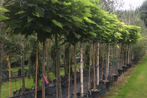 Ogłoszenie - Catalpa, Robinia Frisia Warszawa - 340,00 zł